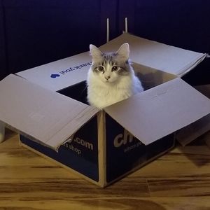Mystery Box For Your Kitty!!